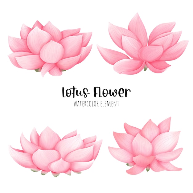 Hermosa acuarela de flor de loto