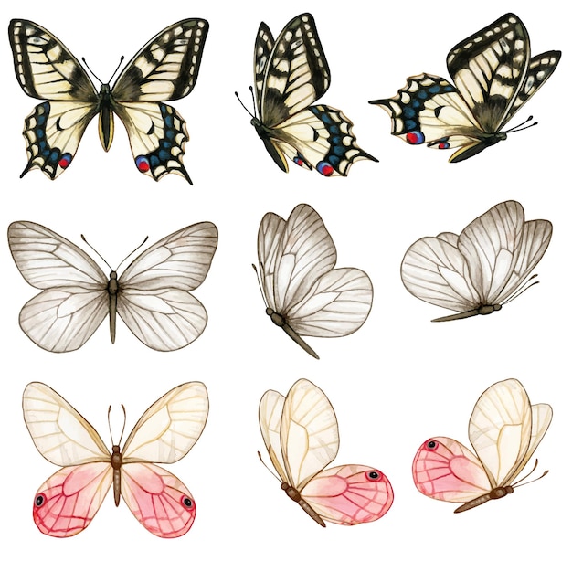 Hermosa colección de mariposas en acuarela en diferentes posiciones.