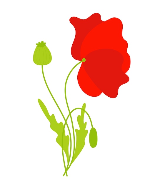 Hermosa flor de amapola roja con hojas y cogollos Flor de campo vectorial para diseño e impresión decorativa