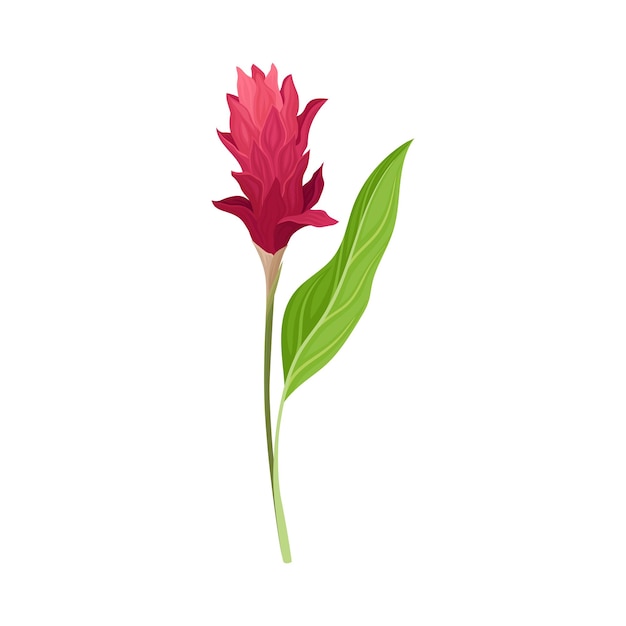 La hermosa flor carmesí de la planta de jengibre asiática Ilustración vectorial