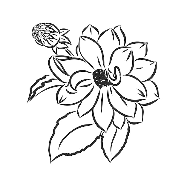 Hermosa flor de Dalia monocromo blanco y negro aislado sobre fondo blanco.