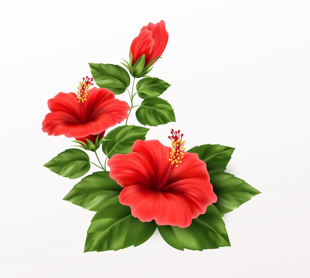 Hermosa flor de hibisco, brotes y hojas en el fondo. Planta tropical exótica realista