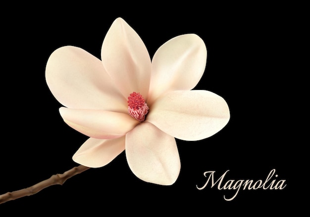 Hermosa flor de magnolia blanca aislada sobre fondo negro. Vector.