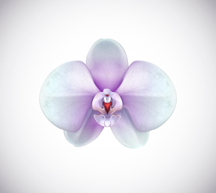 Vector hermosa flor de orquídea blanca y púrpura primer plano aislado en el fondo