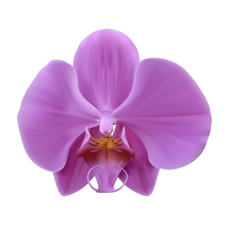Vector una hermosa flor de orquídea púrpura