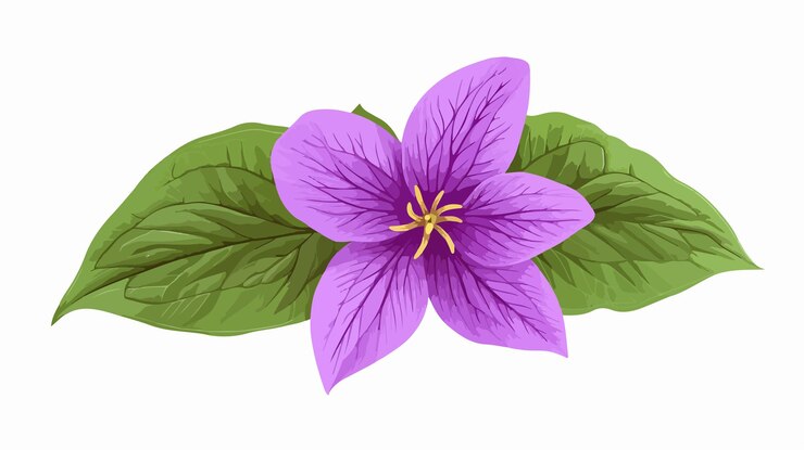 Vector la hermosa flor púrpura del trillium florece con tres hojas