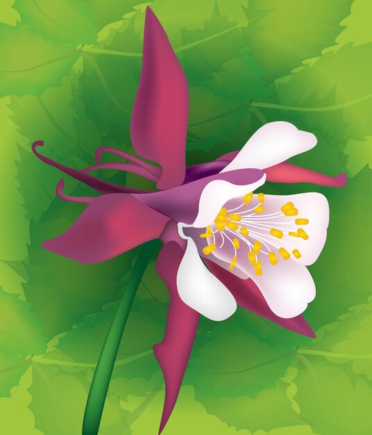 Hermosa flor vectorial aquilegia con hojas para el diseño