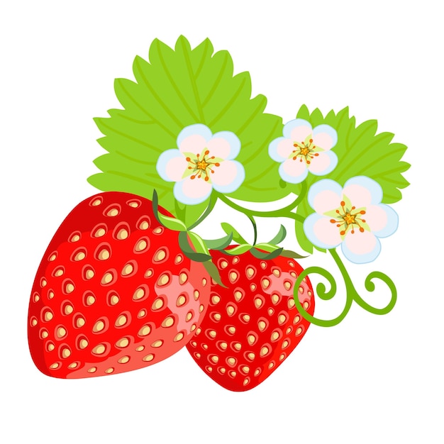 Hermosa fresa. Bayas maduras de fresas de jardín con flores y hojas.