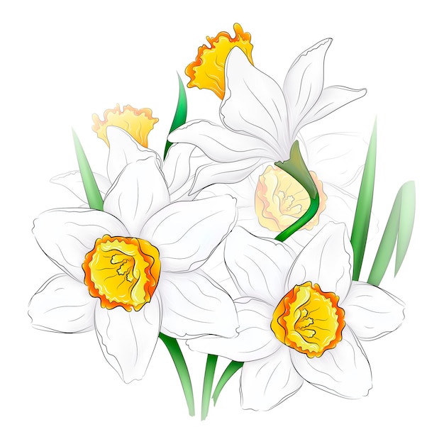 Hermosa ilustración vectorial de capullos de narciso florecientes. Flores de narciso. ilustración botánica