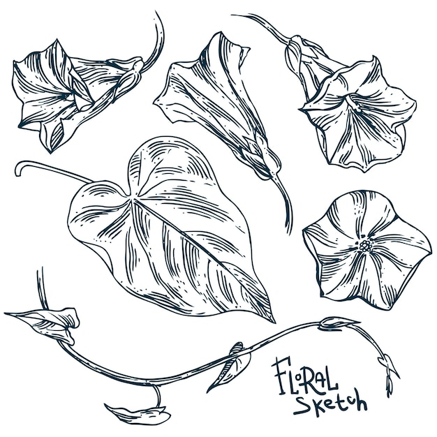 Hermosa ilustración vectorial dibujada a mano dibujo de flores silvestres Dibujo floral de estilo boho Uso para postales impresas para camisetas carteles invitación de boda sábanas de tejido