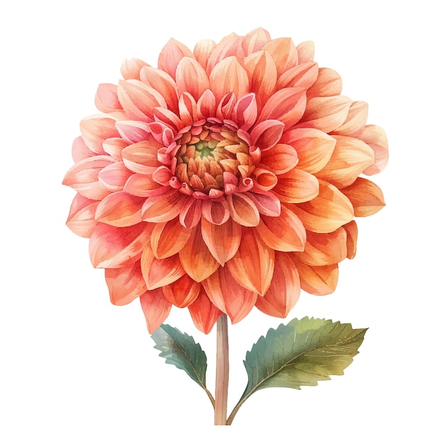 Vector hermosa ilustración vectorial de la flor de dahlia en estilo acuarela