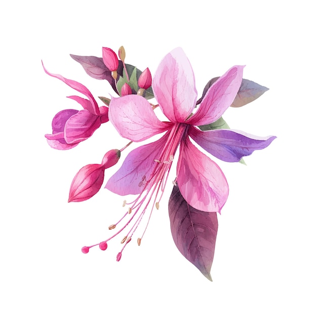 Vector hermosa ilustración vectorial de la flor de fucsia en estilo acuarela