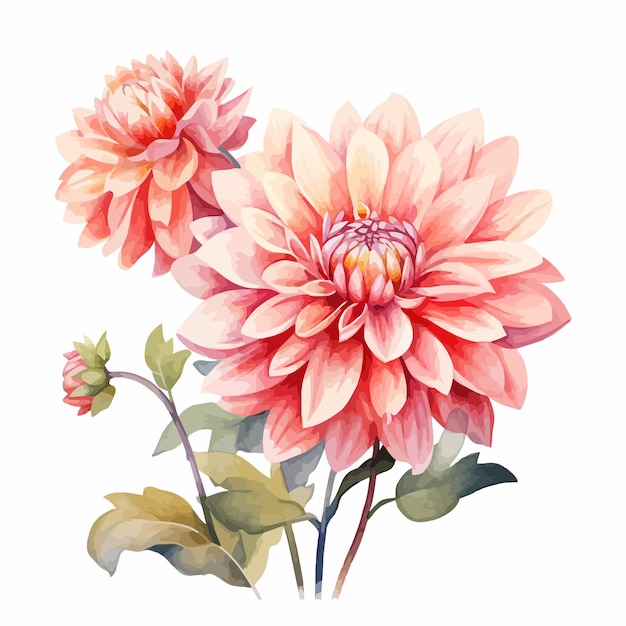 Hermosa pintura sobre Dahlia Flowers