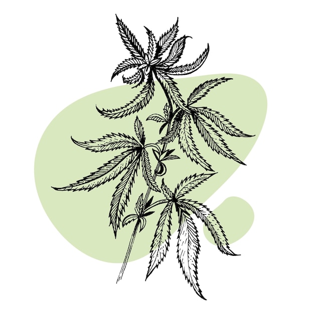 Una hermosa ramita de cannabis Ilustración botánica al estilo de arte lineal Grabado de plantas Min.