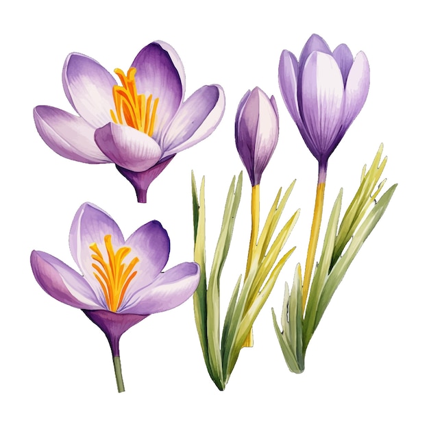 Hermosas acuarelas azafrán flores de crocus clipart y hojas acuarelas elementos florales