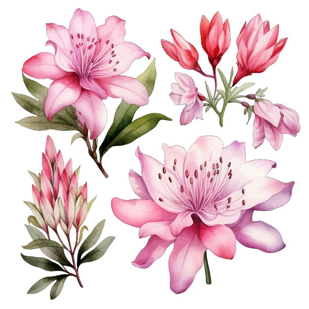 Vector hermosas acuarelas flores de rhodora y hojas elementos florales de acuarela