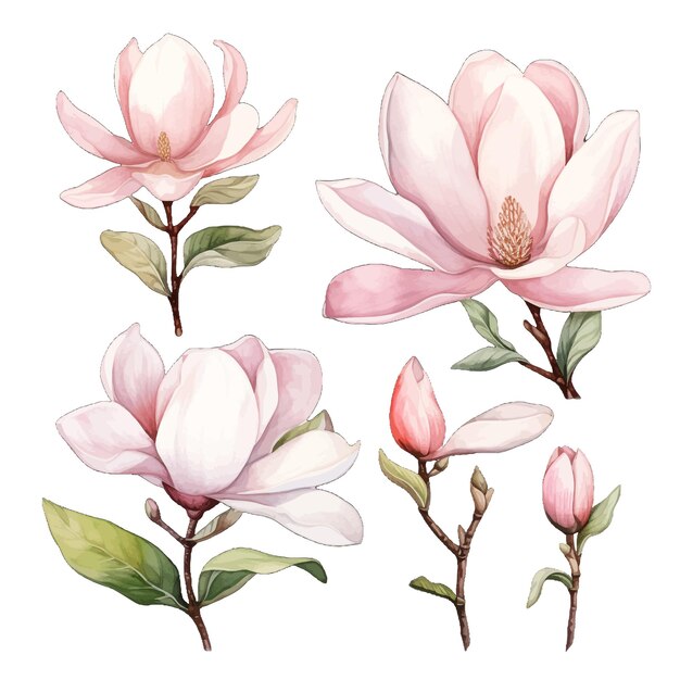 Vector hermosas acuarelas magnolia flores clipart y hojas acuarelas elementos florales