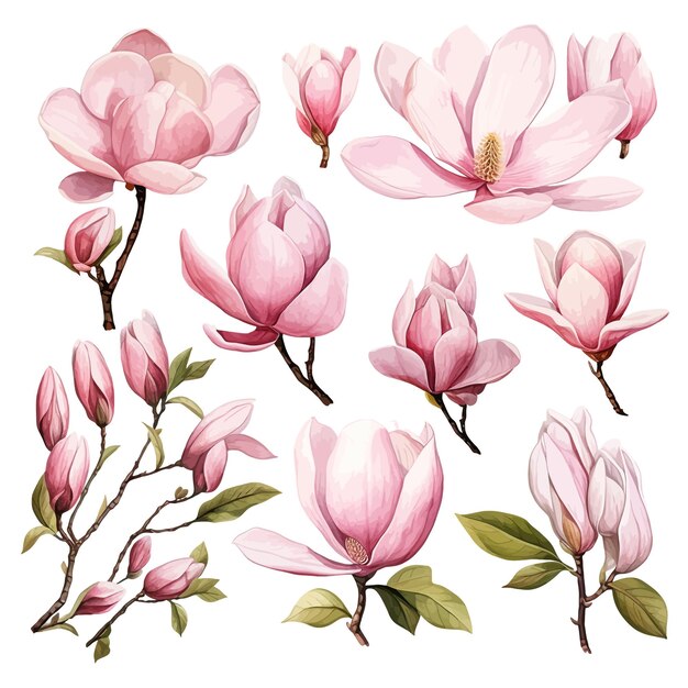 Hermosas acuarelas magnolia flores clipart y hojas acuarelas elementos florales