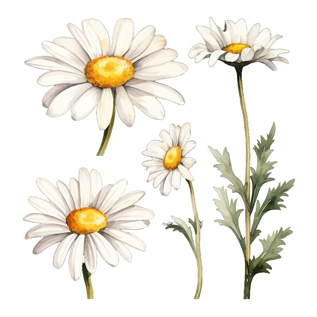 Vector hermosas acuarelas oxeye daisy flores clipart y hojas acuarelas elementos florales