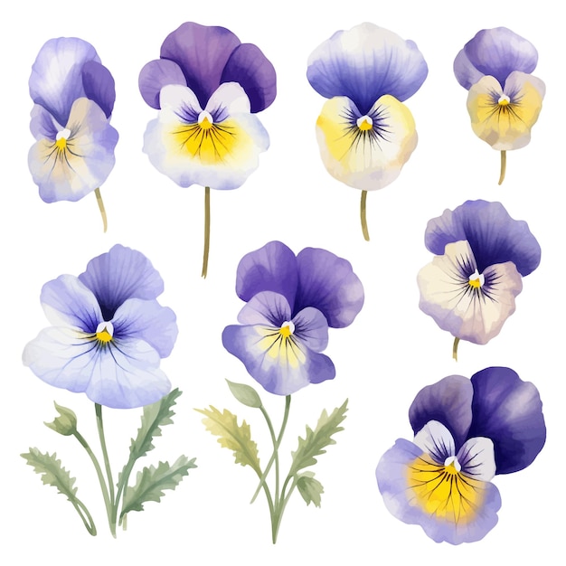 Vector hermosas acuarelas pansy flores clipart y hojas acuarelas elementos florales