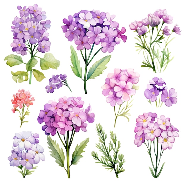 Vector hermosas acuarelas verbena flores clipart y hojas acuarelas elementos florales.