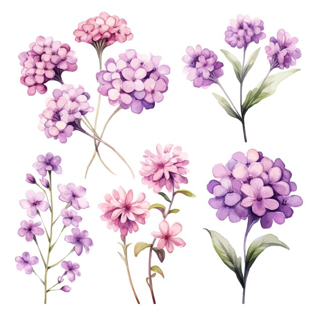 Vector hermosas acuarelas verbena flores clipart y hojas acuarelas elementos florales