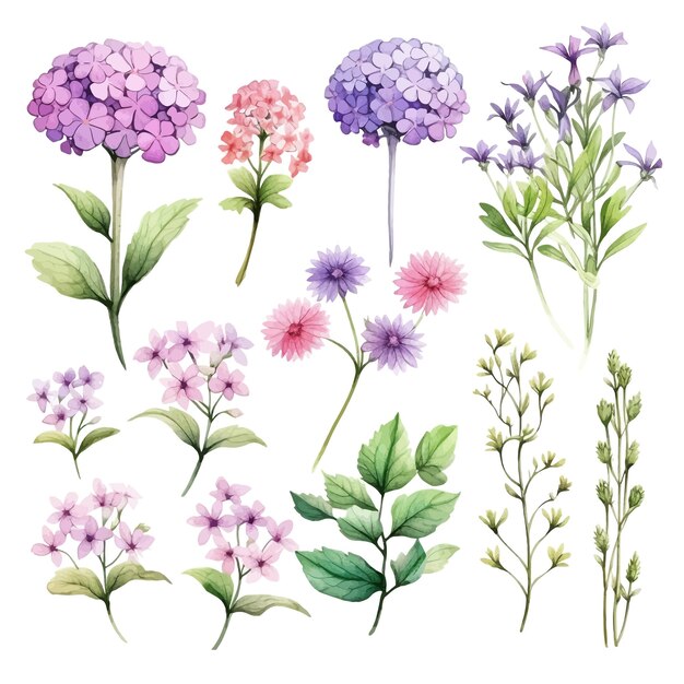 Vector hermosas acuarelas verbena flores clipart y hojas acuarelas elementos florales