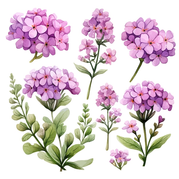 Vector hermosas acuarelas verbena flores clipart y hojas acuarelas elementos florales