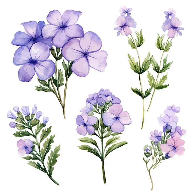 Vector hermosas acuarelas verbena flores clipart y hojas acuarelas elementos florales