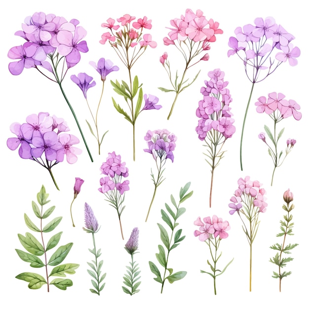 Vector hermosas acuarelas verbena flores clipart y hojas acuarelas elementos florales