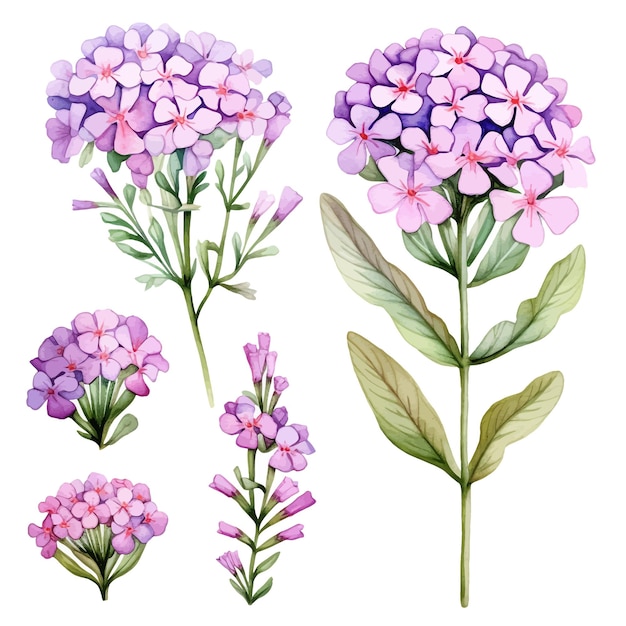 Vector hermosas acuarelas verbena flores clipart y hojas acuarelas elementos florales