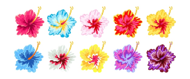 Vector hermosas especies de flores de hibuscus en el mundo