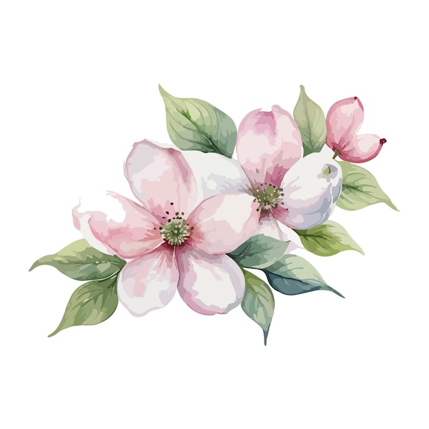 hermosas flores de acuarela de madera de perro ilustración vectorial de flores
