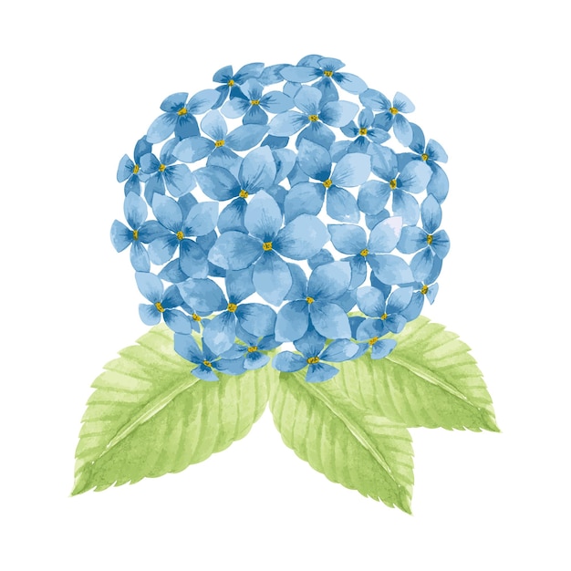 Hermosas flores azules eucalipto hortensias dibujado a mano ilustración vectorial acuarela