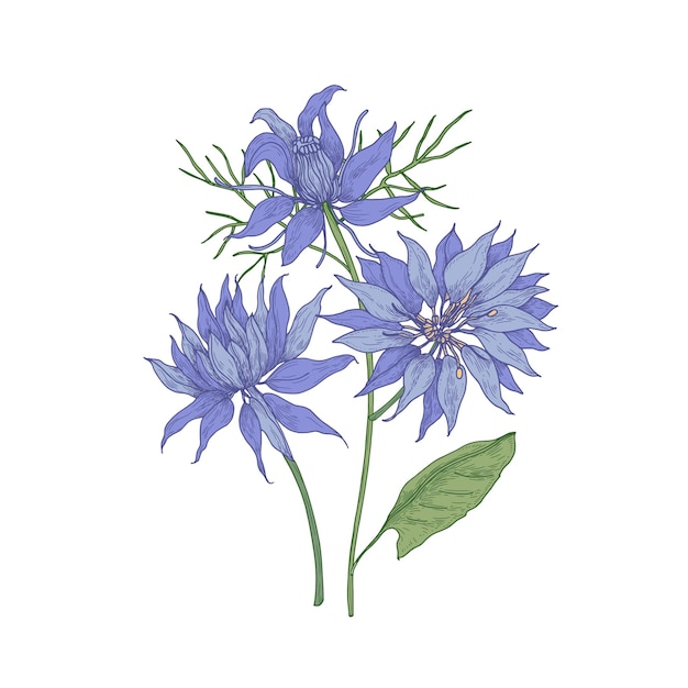 Vector hermosas flores florecientes de nigella azul aislado sobre fondo blanco.