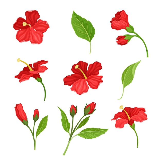 Hermosas flores y hojas de hibisco conjunto ilustrado vectorial