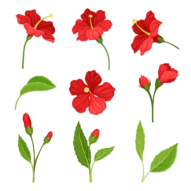 Hermosas flores y hojas de hibisco conjunto ilustrado vectorial