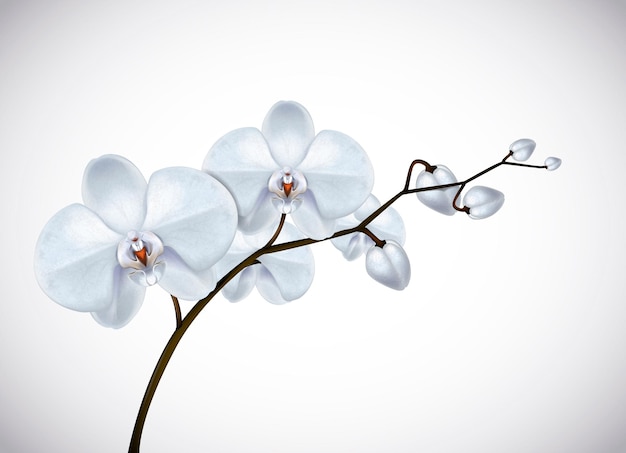 Hermosas flores de orquídeas blancas de tres días en rama aisladas en el fondo Flor de orquídea primer plano