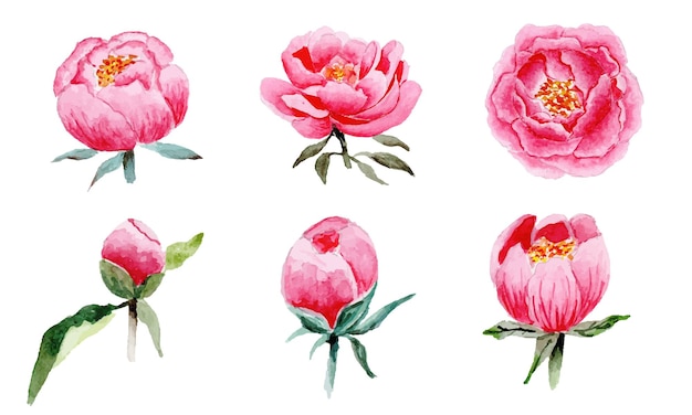 Vector hermosas flores de peonía rosa acuarela sobre fondo blanco aislado