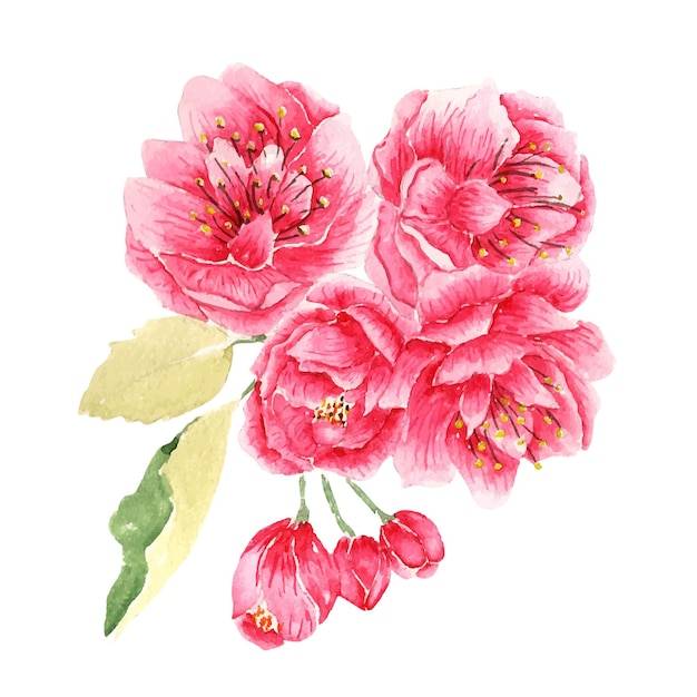 Vector hermosas flores de peonía rosa acuarela sobre un fondo blanco