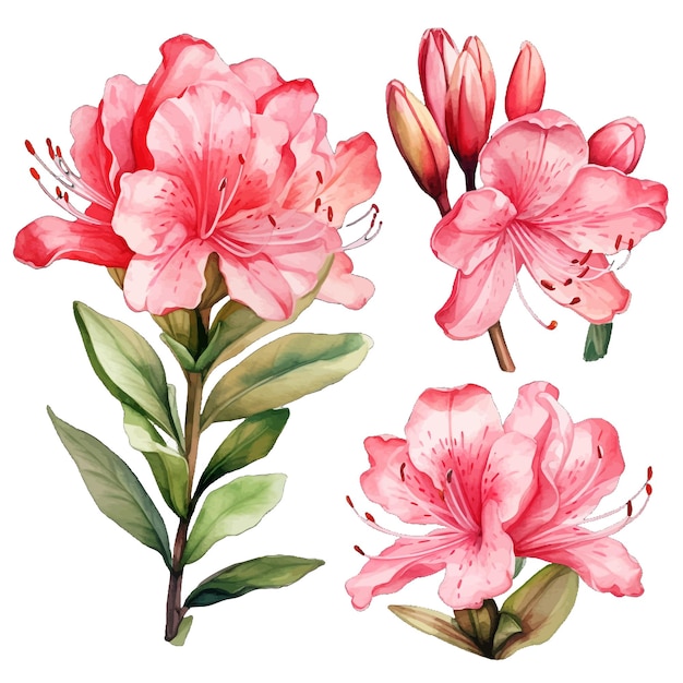 Vector hermosas flores de rododendro de acuarela y hojas de elementos florales de acuarela.
