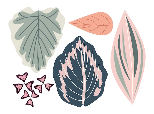 Hermosas hojas tropicales Clipart elementos aislados hoja colorida hojas de monstera