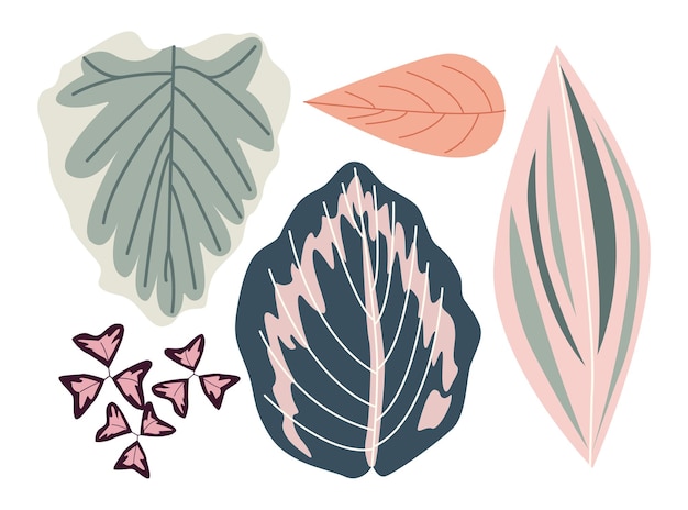 Hermosas hojas tropicales clipart elementos aislados hoja colorida hojas de monstera