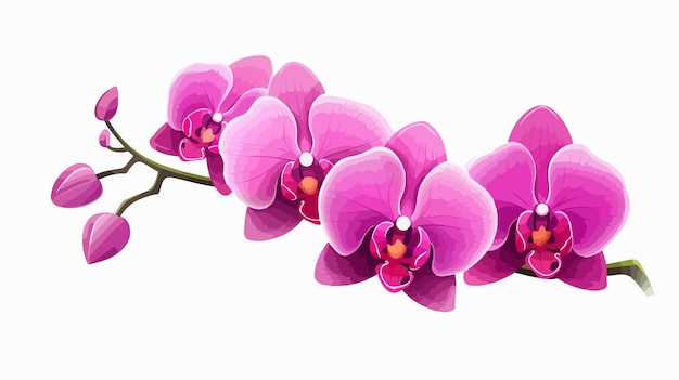 Hermosas orquídeas rosadas vectoriales en estilo de dibujos animados sobre un fondo blanco