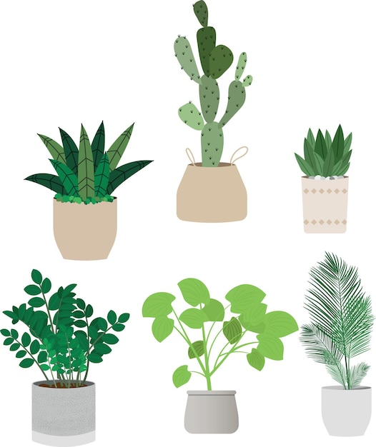 hermosas plantas de interior en macetas