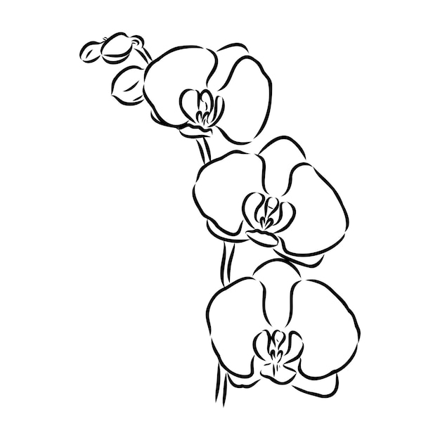 Hermosas ramas de orquídeas vectoriales monocromáticas con flores dibujo vectorial de orquídeas