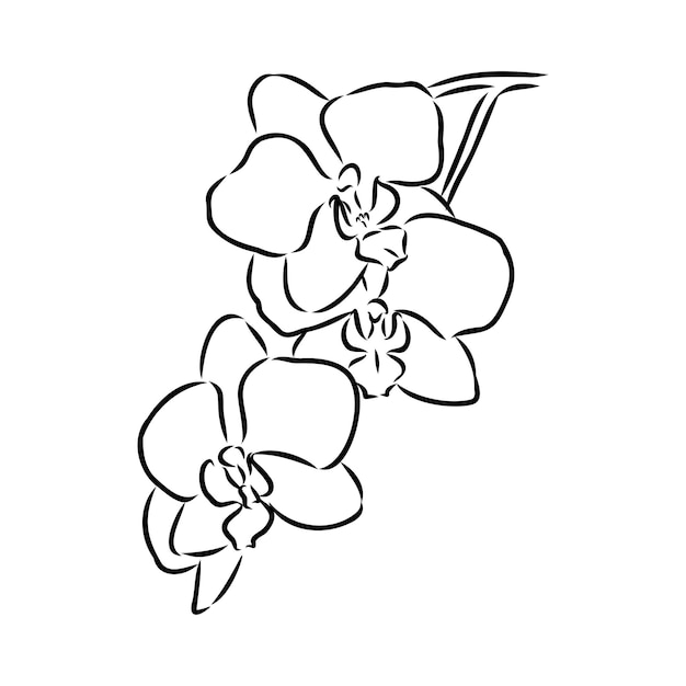 Hermosas ramas de orquídeas vectoriales monocromáticas con flores dibujo vectorial de orquídeas