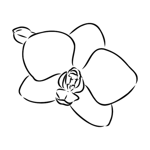 Hermosas ramas de orquídeas vectoriales monocromáticas con flores dibujo vectorial de orquídeas