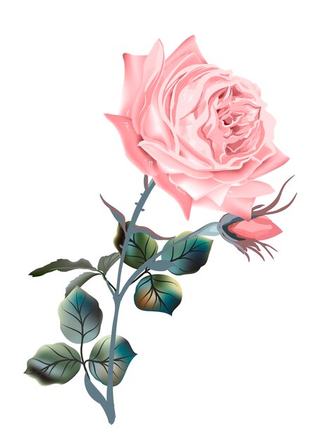 Hermosas rosas inglesas vectoriales en estilo vintage antiguo de alto detalle