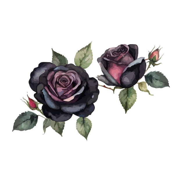 hermosas rosas negras acuarela aislada ilustración vectorial